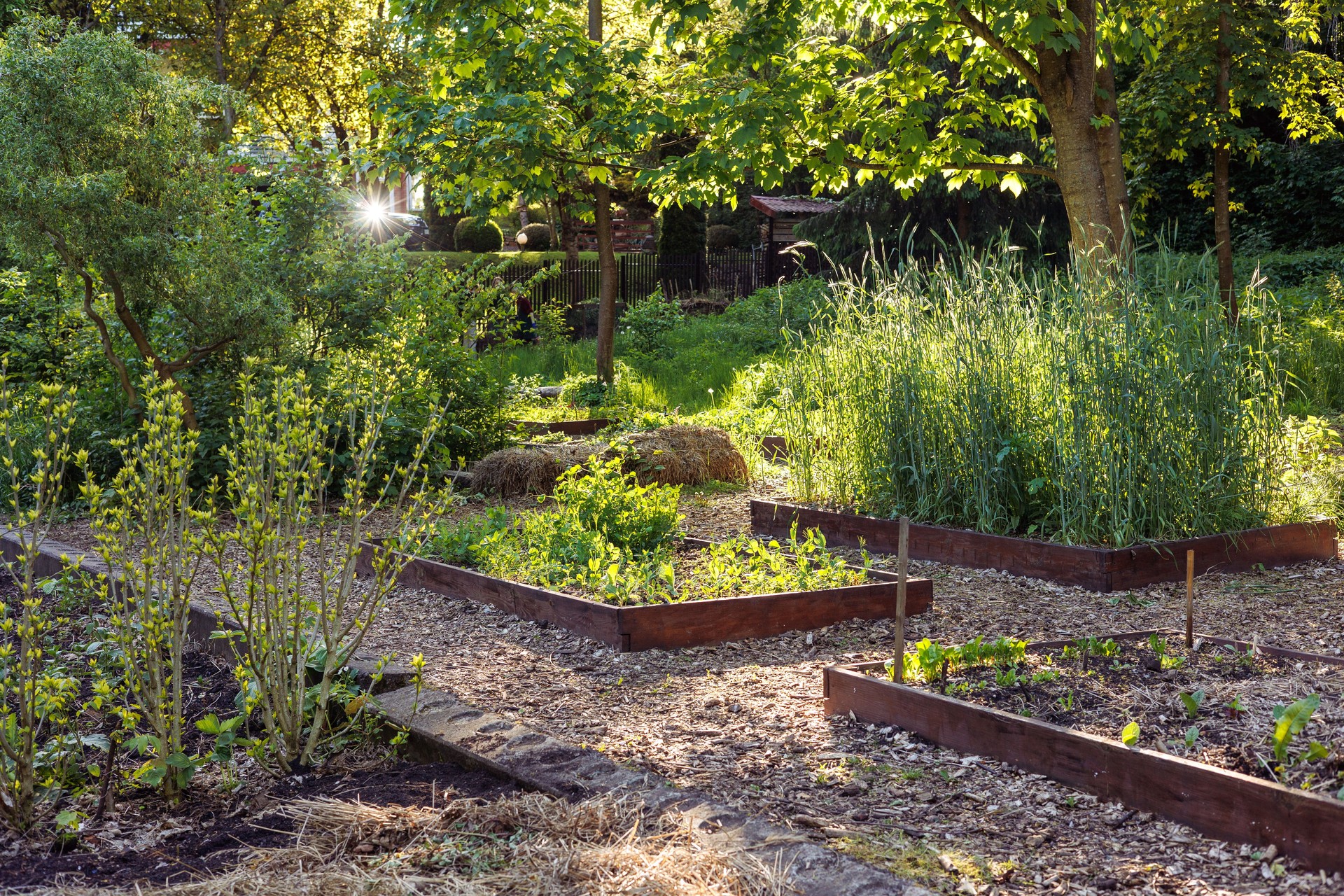 Raised garden beds with wooden frames in backyard vegetable garden, organized growing spaces with fresh plants and herbs under sunlit trees, sustainable home gardening layout. salad, beets, Copyspace